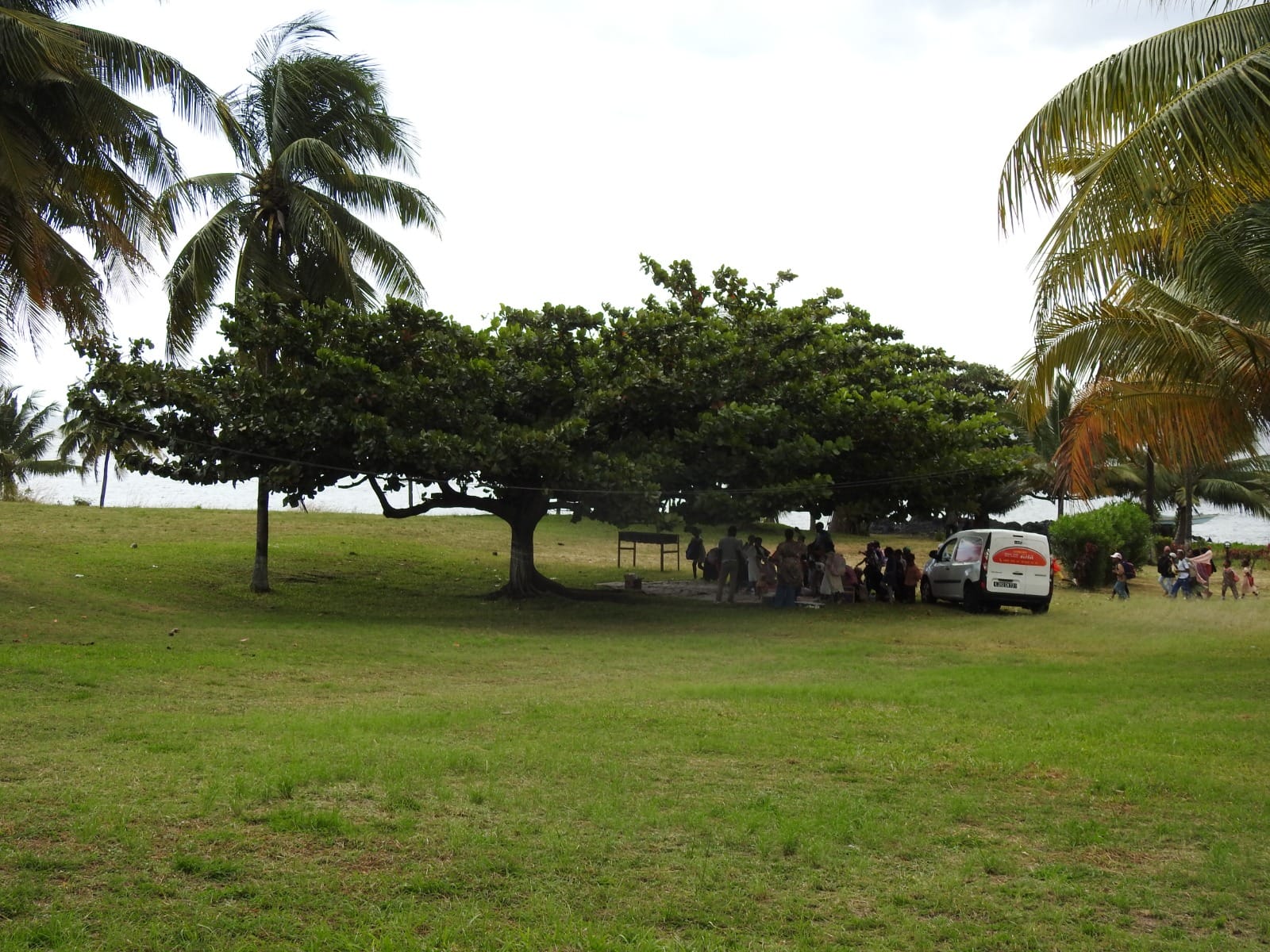 Les grands arbres de la Grande Comore, entre les cocotiers et la mer